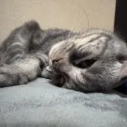 めんまの画像