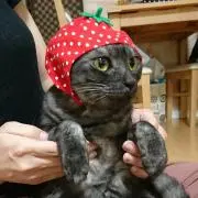 H⭐︎の画像