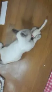 二乃