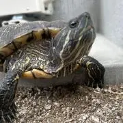 Yukiの画像