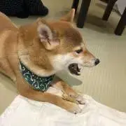ブロコの画像