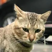 kus0_megaの画像