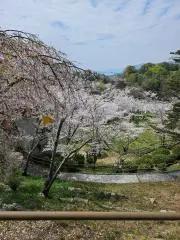 トビの画像