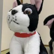 Hotaruの画像