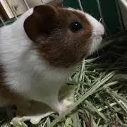 通りすがりのモル