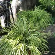 のあん