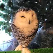 むぎ