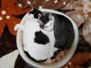 なつの画像