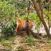 正幸