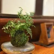 あおの画像