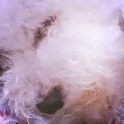 ちむ