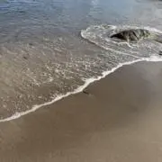 おさるのジョージの画像