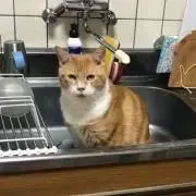 かもめ