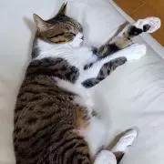 ひまの画像