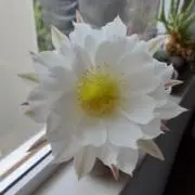さの画像