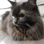 3myun