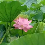 あおの画像