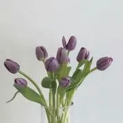 losevedの画像