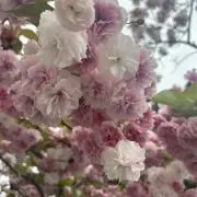 ストロベリー