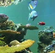 ともん