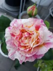みゅう☆プロフ確認(*ˊᵕˋ*)੭ ੈ❤の画像