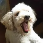 レオ君ママ