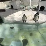あおりんごの画像