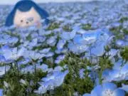 菜つ！の画像