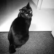 Jack