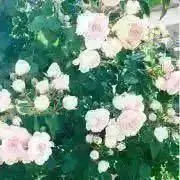 S☆.*˚の画像