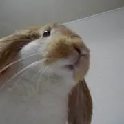 しぶ
