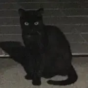 ゆゆ