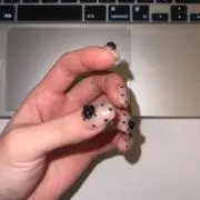 ✮⋆の画像