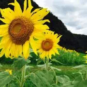 かえぴち