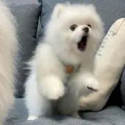 宇佐の画像