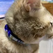 こにゃんの画像