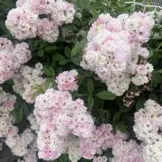 花の画像