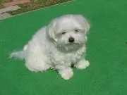ガザニアの画像
