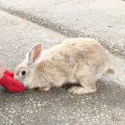 ちょんの画像