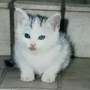 mameの画像