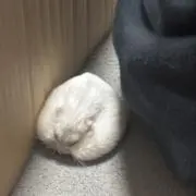 uyuの画像