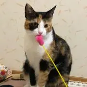 そちみの画像