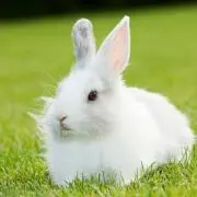 らびの画像
