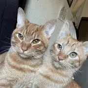 はるの画像
