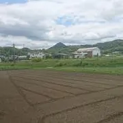 Necomuraの画像