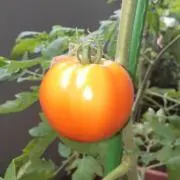ルビーの画像