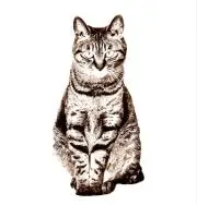 フジネコの画像