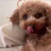 cocoの画像