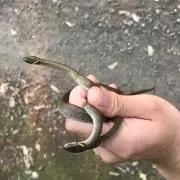 やす
