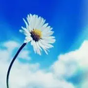 Lizzyの画像
